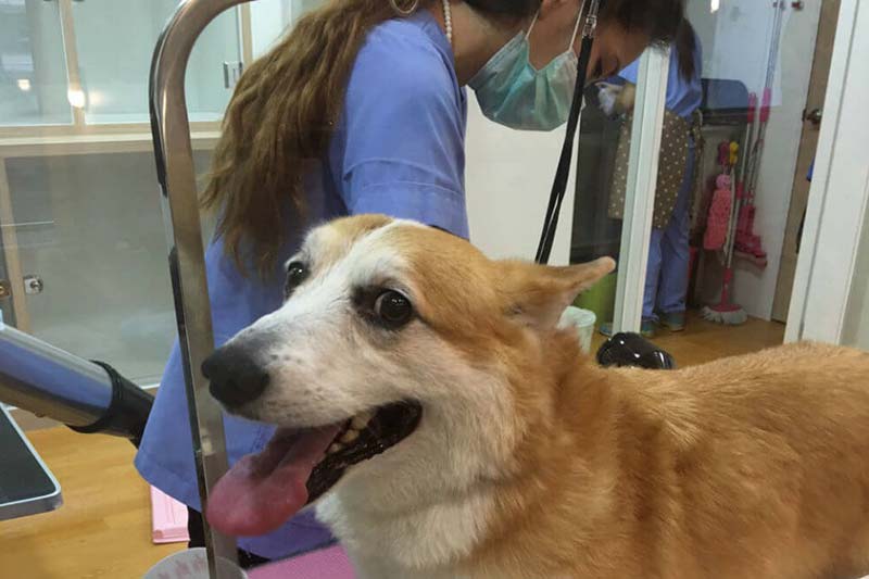 品湛桃園寵物美容 洗澡 溫馨舒適寵物spa 貓狗美容服務