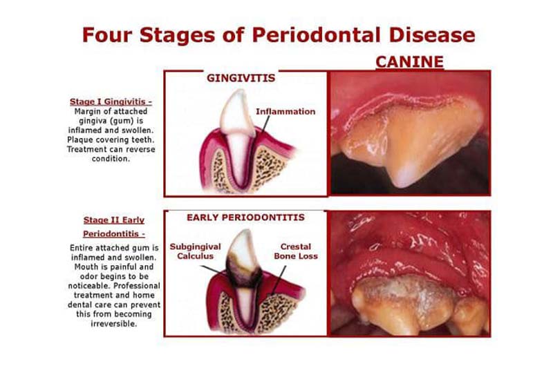 【該洗牙囉！-下篇】照顧動物