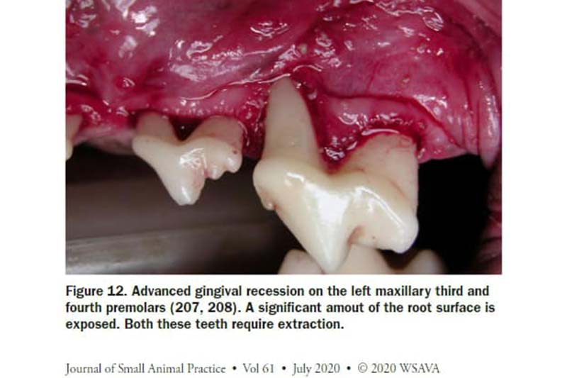 【該洗牙囉！-上篇】照顧動物