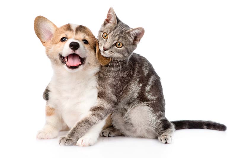 醫療保健-醫囑單