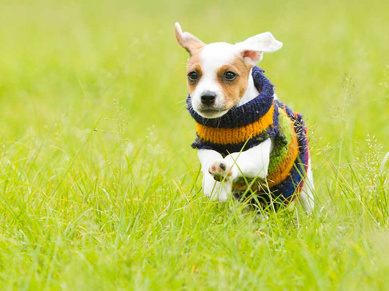 老毛孩的秋冬保養