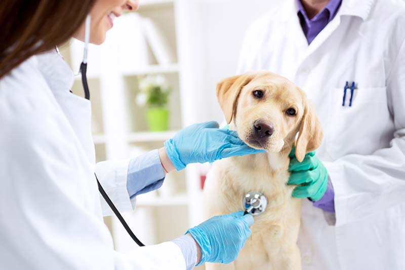 犬貓口腔保健衛教指南